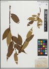 Foto von Salix pentandra L.